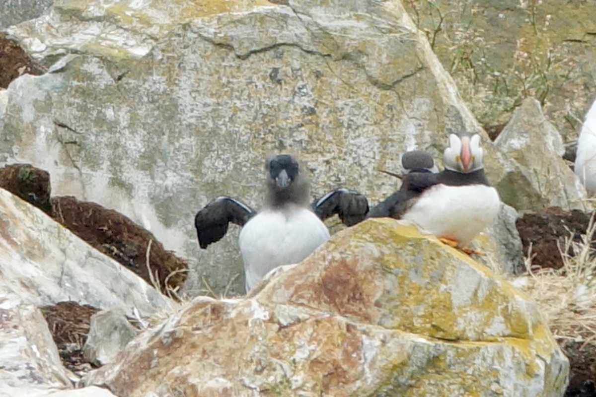Atlantic Puffin - ML643848323