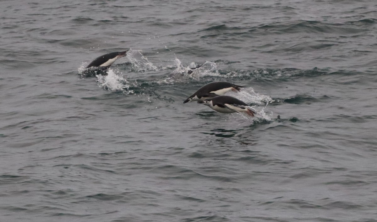Chinstrap Penguin - ML643848327