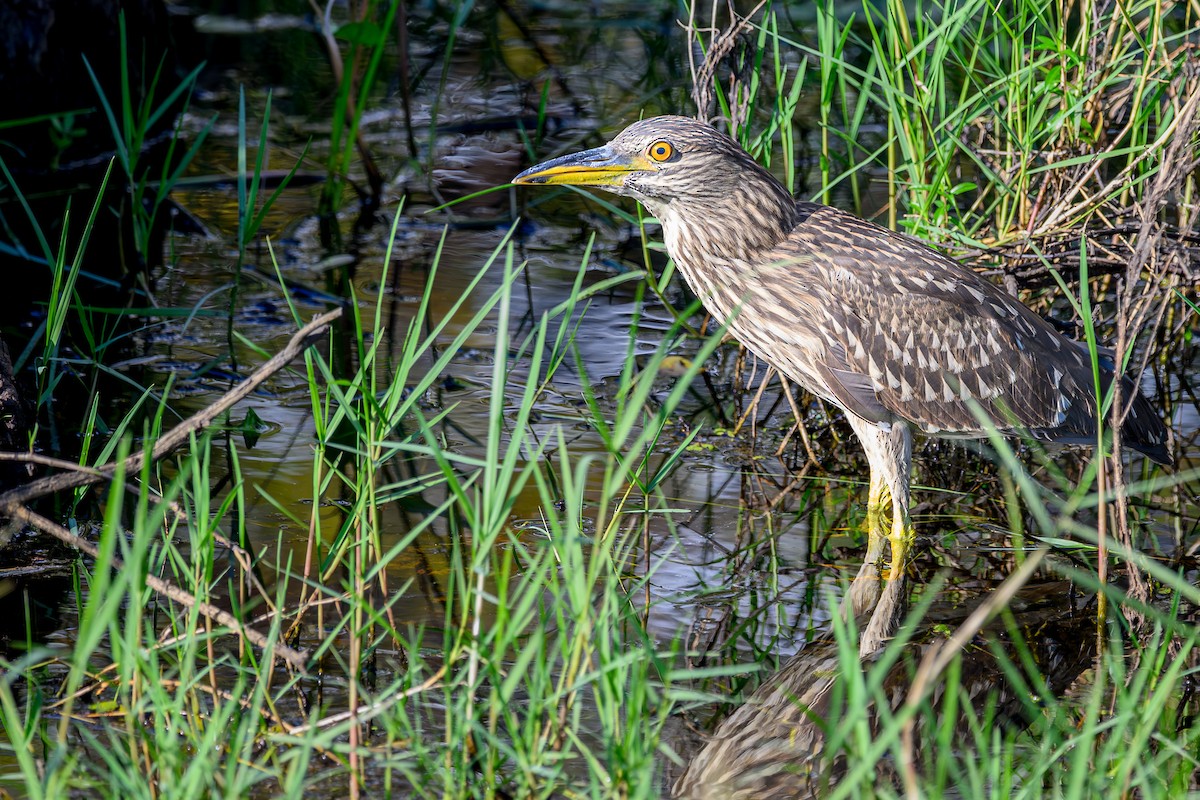 Ногоовор зашин - ML643848330