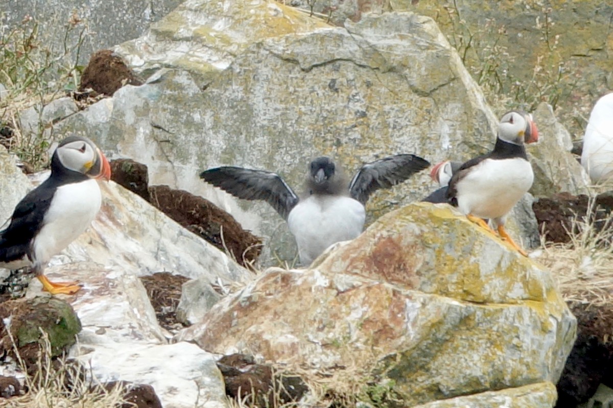 Atlantic Puffin - ML643848336