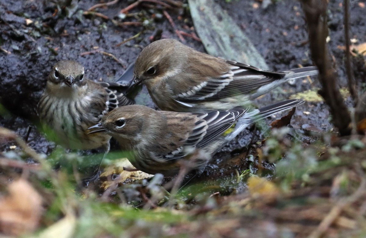 Yellow-rumped Warbler - ML643848345