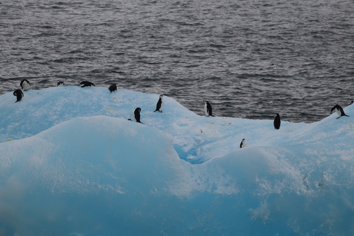 Chinstrap Penguin - ML643848348