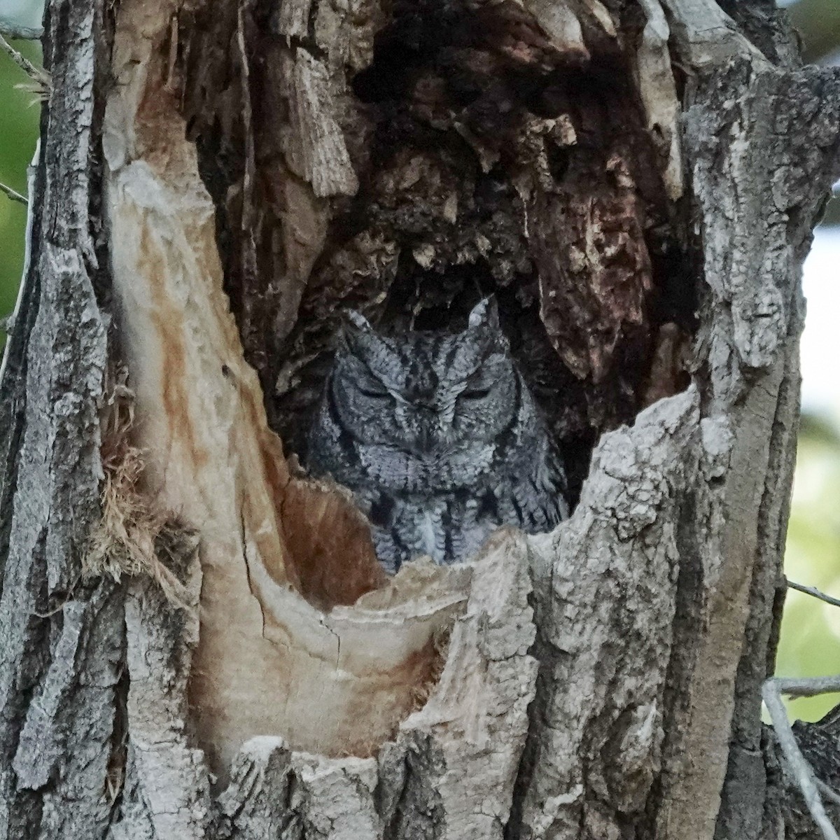 Western Screech-Owl - ML643848354