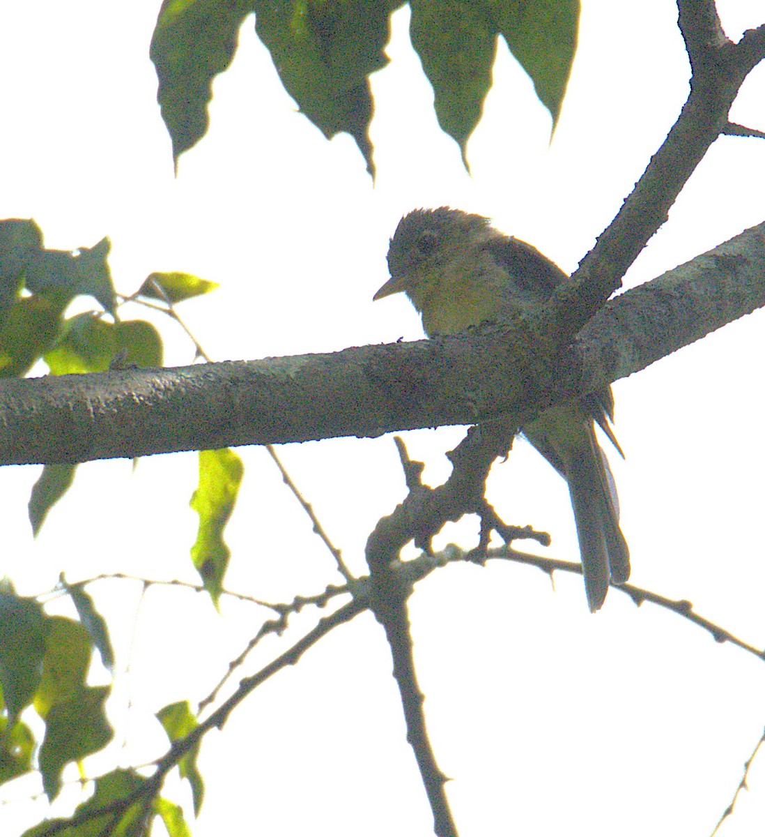 Western Flycatcher (Pacific-slope) - ML643848360