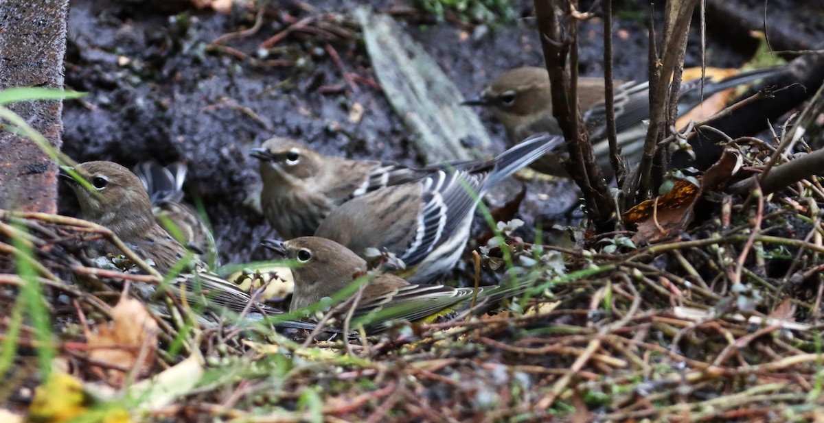 Yellow-rumped Warbler - ML643848361