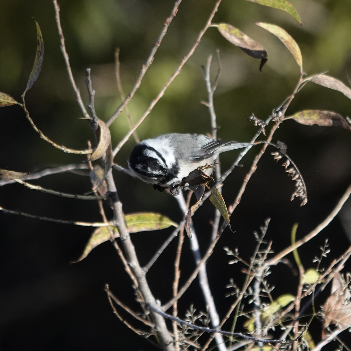 Mountain Chickadee (Rocky Mts.) - ML643848363