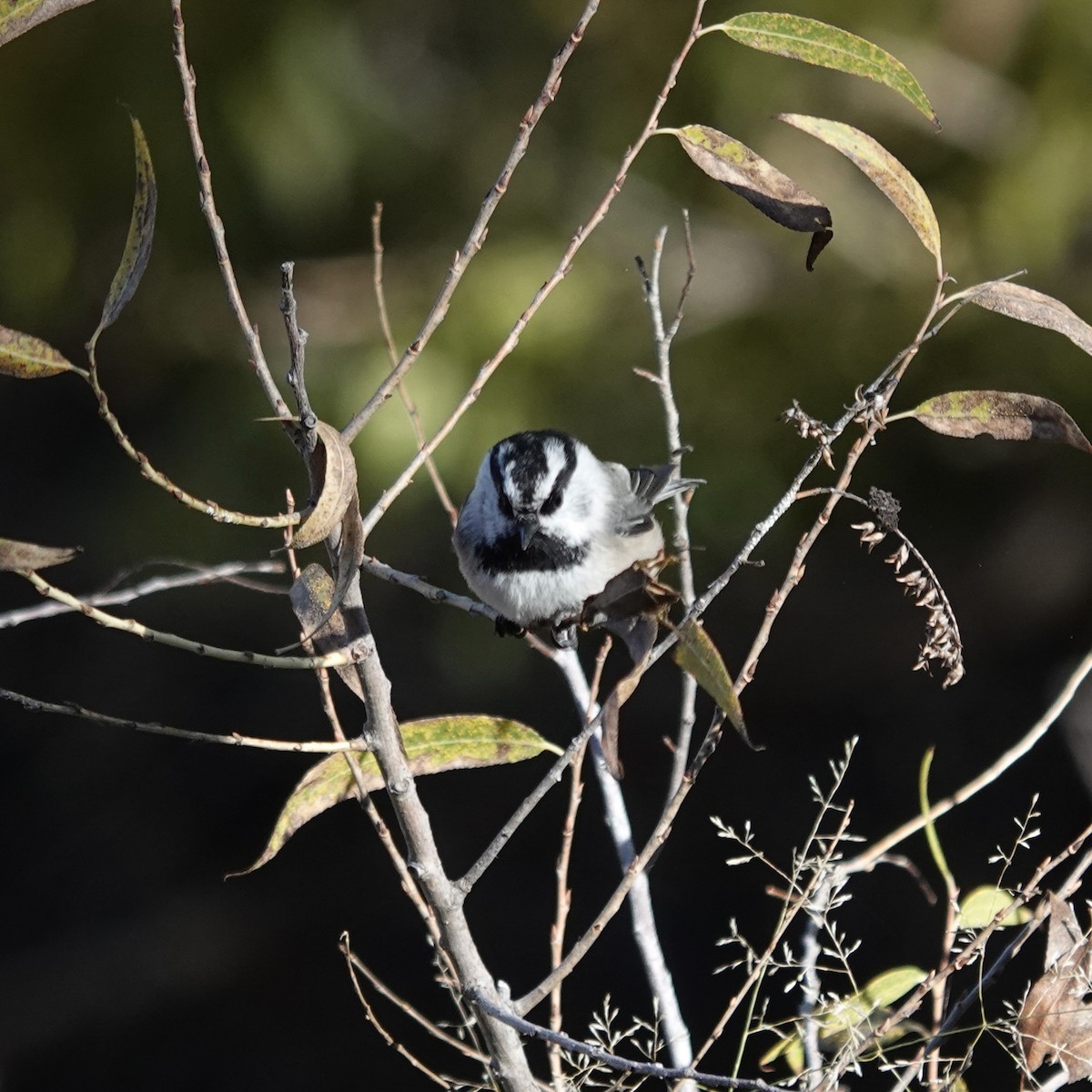 Mountain Chickadee (Rocky Mts.) - ML643848364