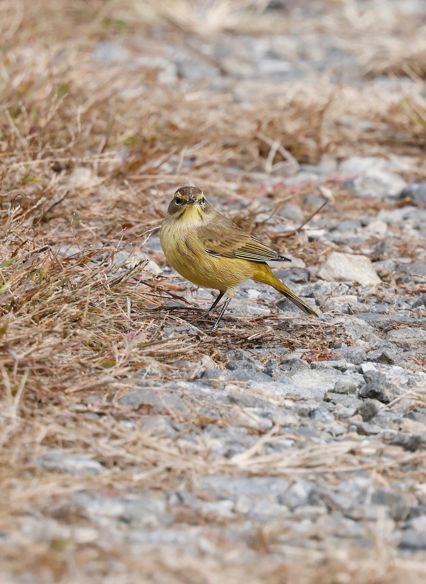 lesňáček bažinný - ML643848372