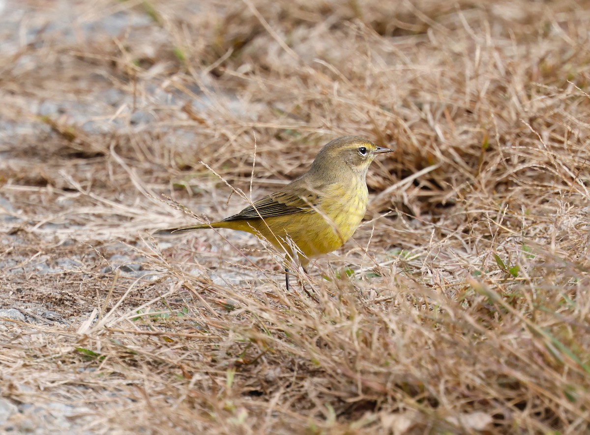 lesňáček bažinný - ML643848373