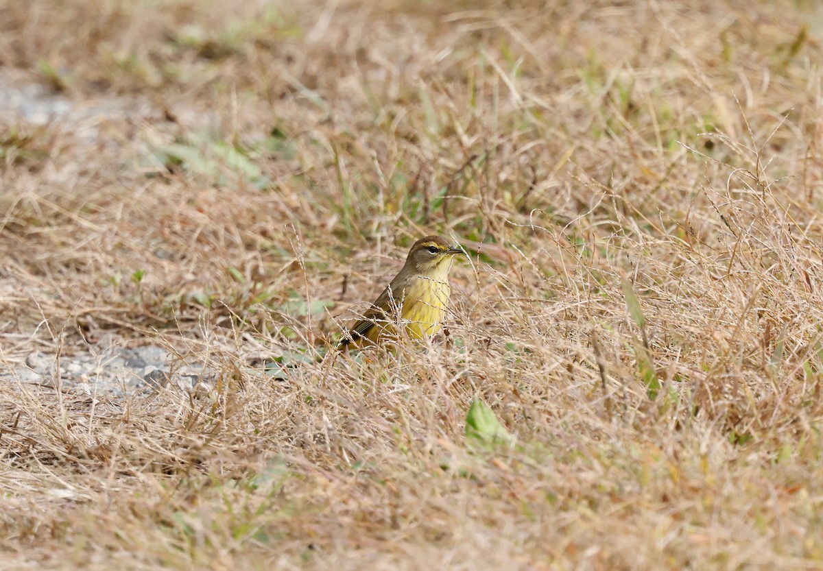lesňáček bažinný - ML643848375
