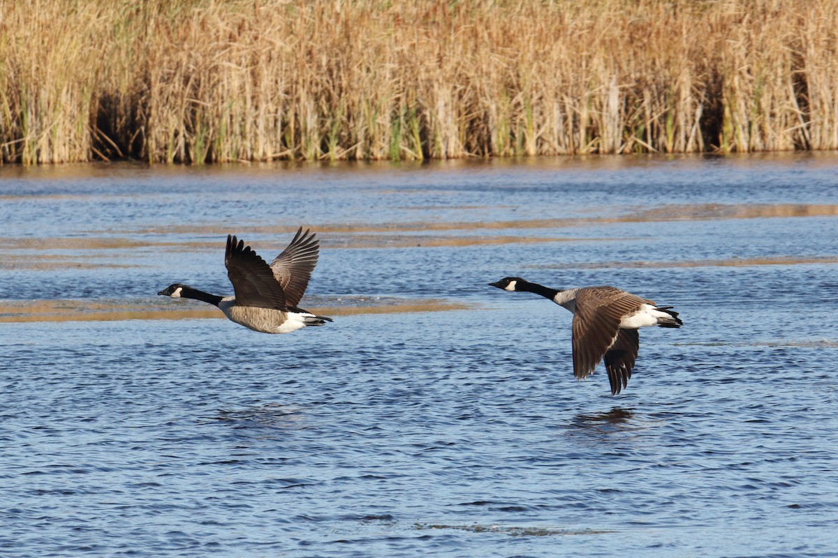 Canada Goose - ML643848378