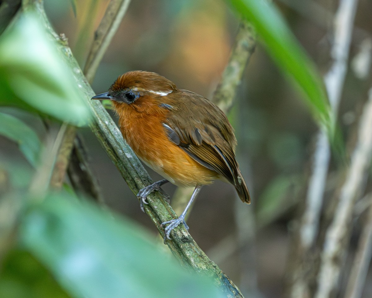 Ceara Gnateater - ML643848382