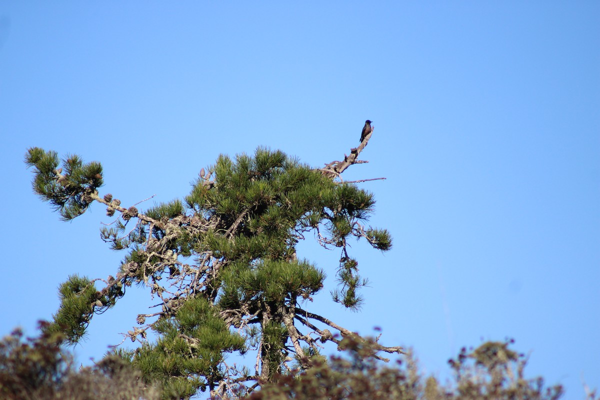 Lewis's Woodpecker - ML643848388