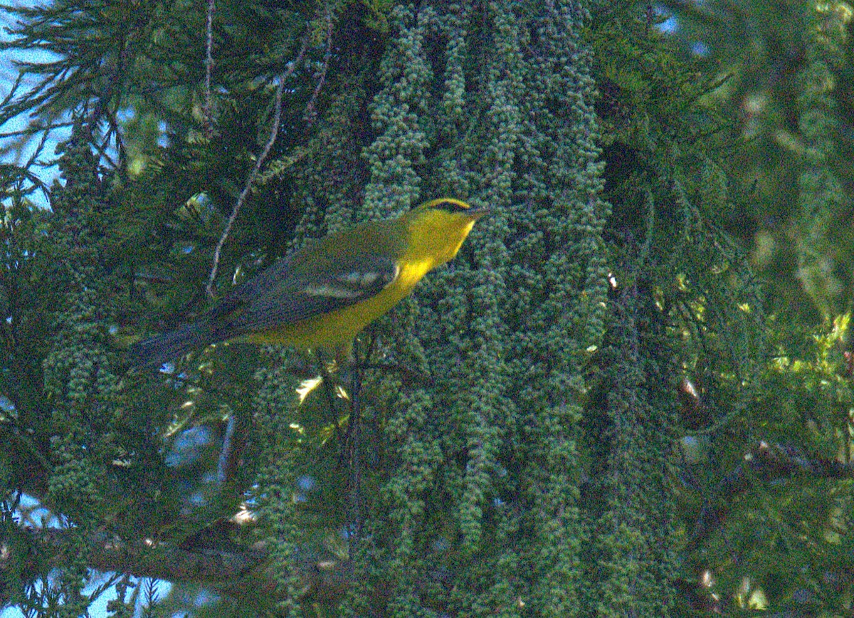 Blue-winged Warbler - ML643848398