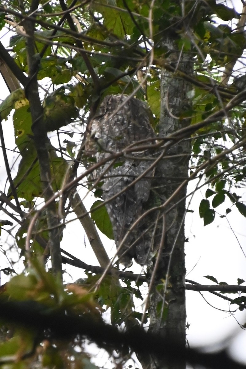 Northern Potoo (Middle American) - ML643848405