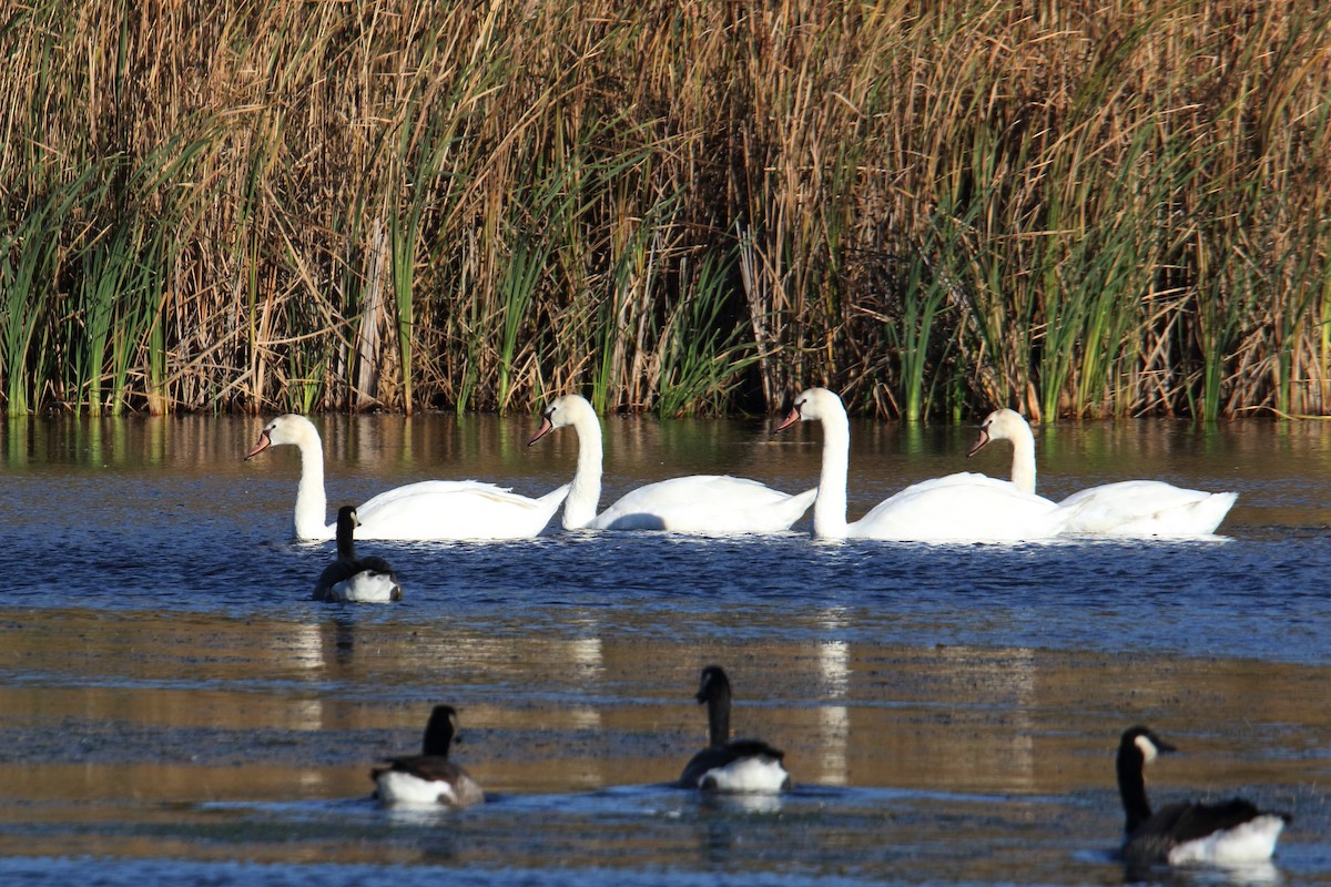 Mute Swan - ML643848409