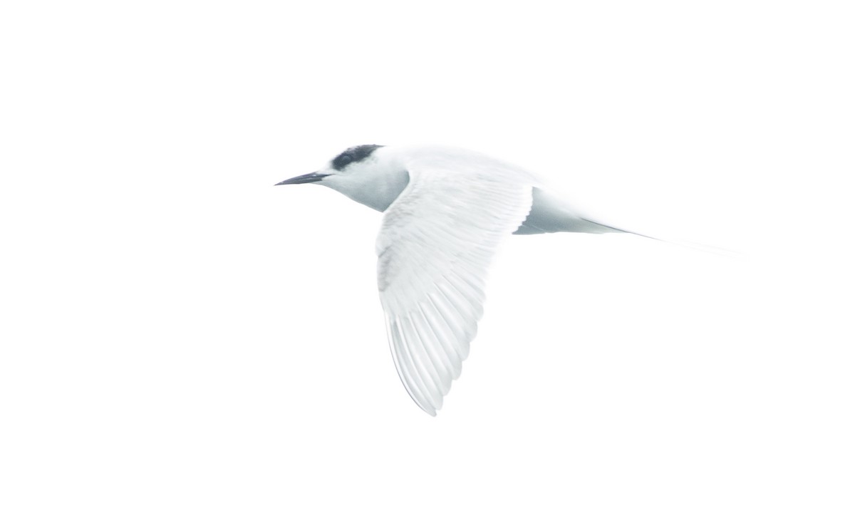 Arctic Tern - Brian Sullivan