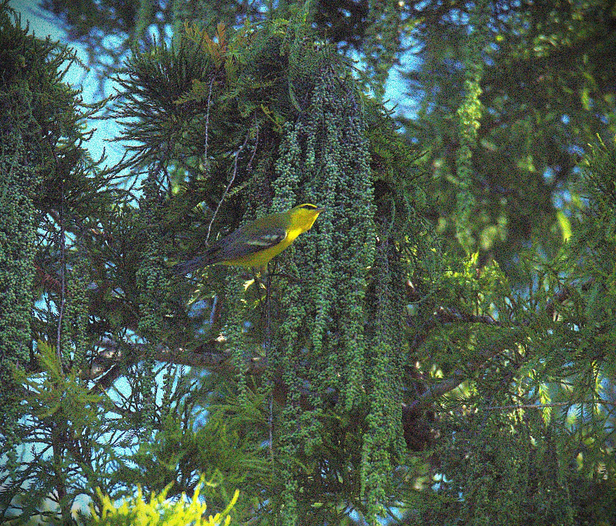 Blue-winged Warbler - ML643848410