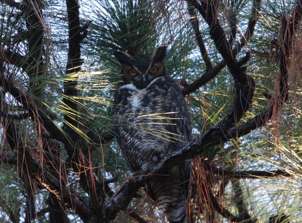 Great Horned Owl - ML643848416