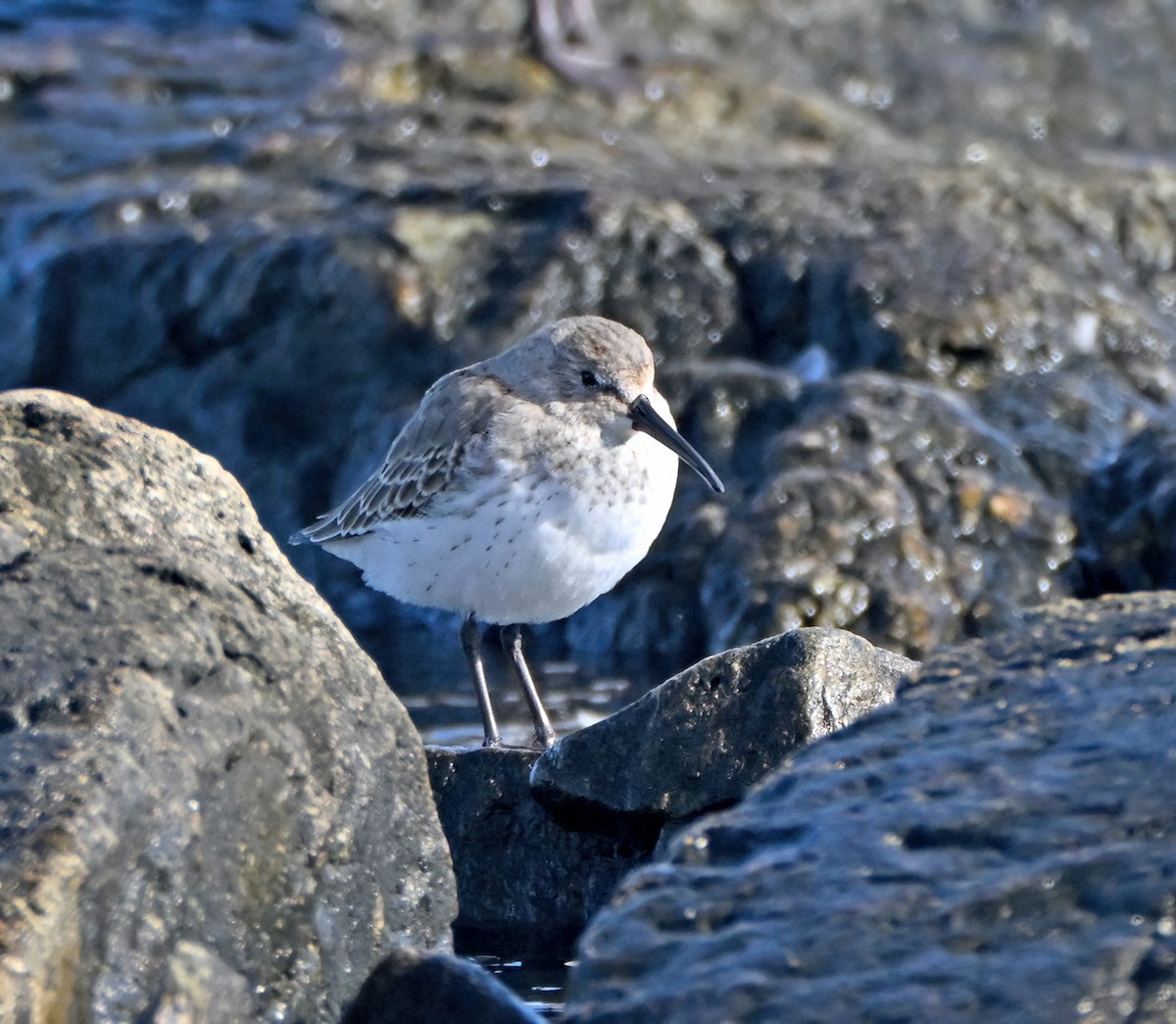 Dunlin - ML643848433