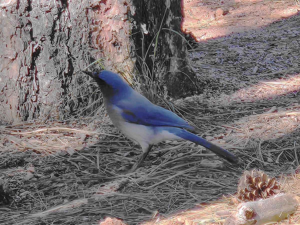 Mexican Jay - ML643848442