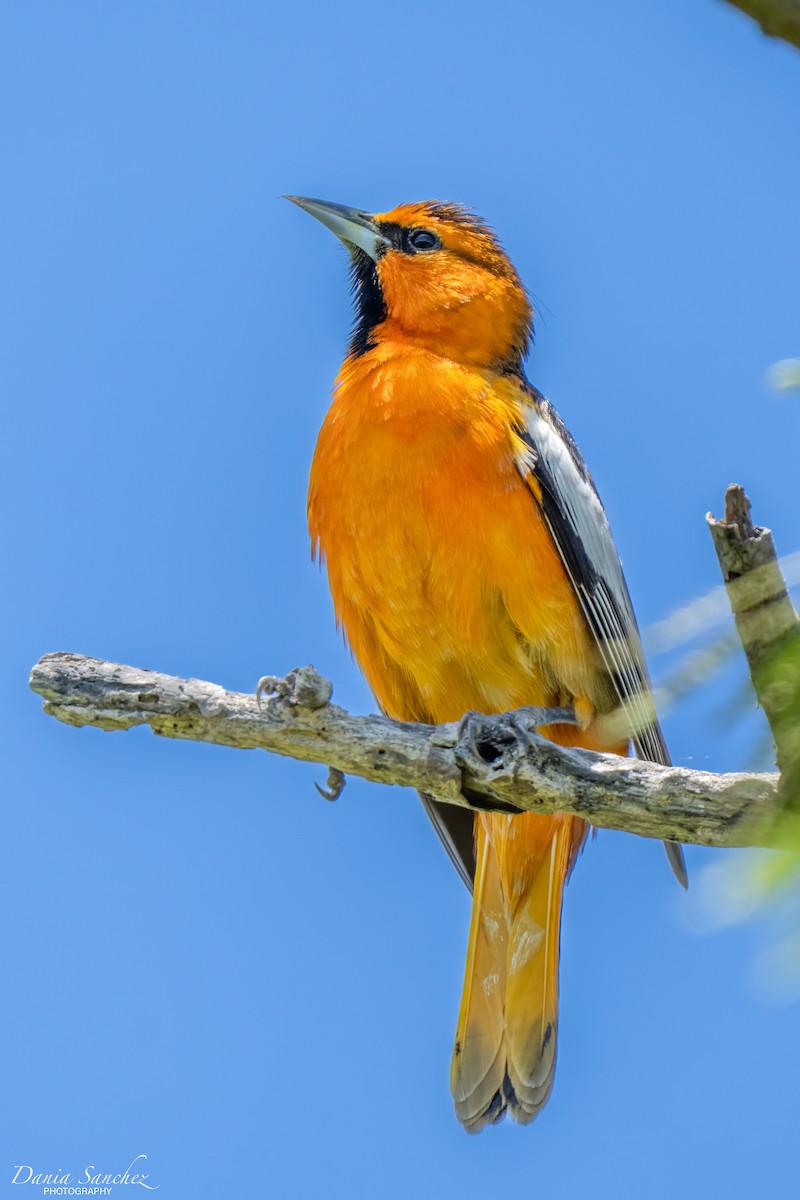 Bullock's Oriole - ML643848454