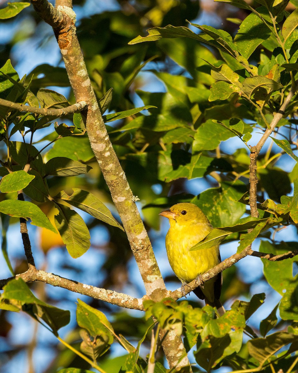 Scarlet Tanager - ML643848460