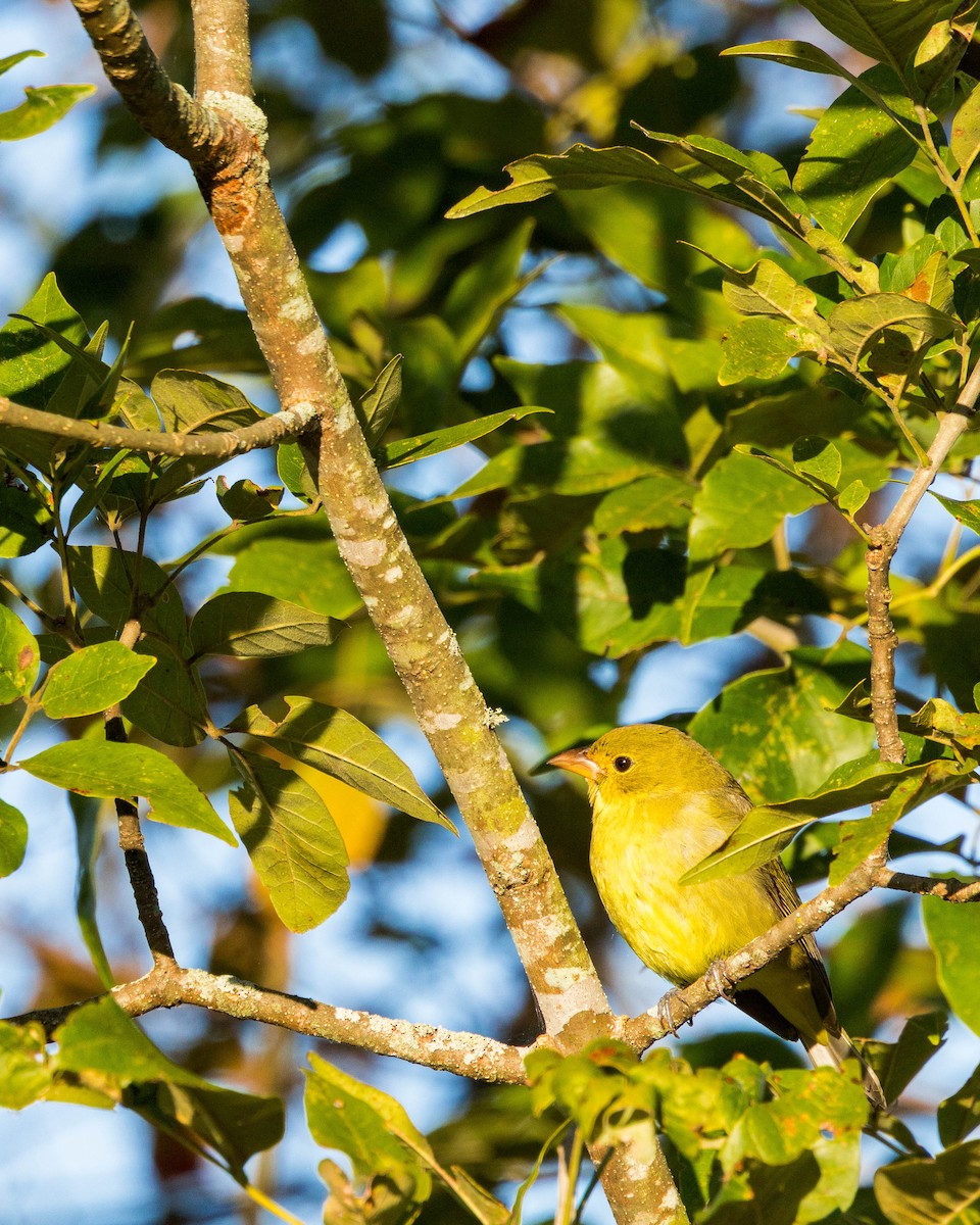 Scarlet Tanager - ML643848461