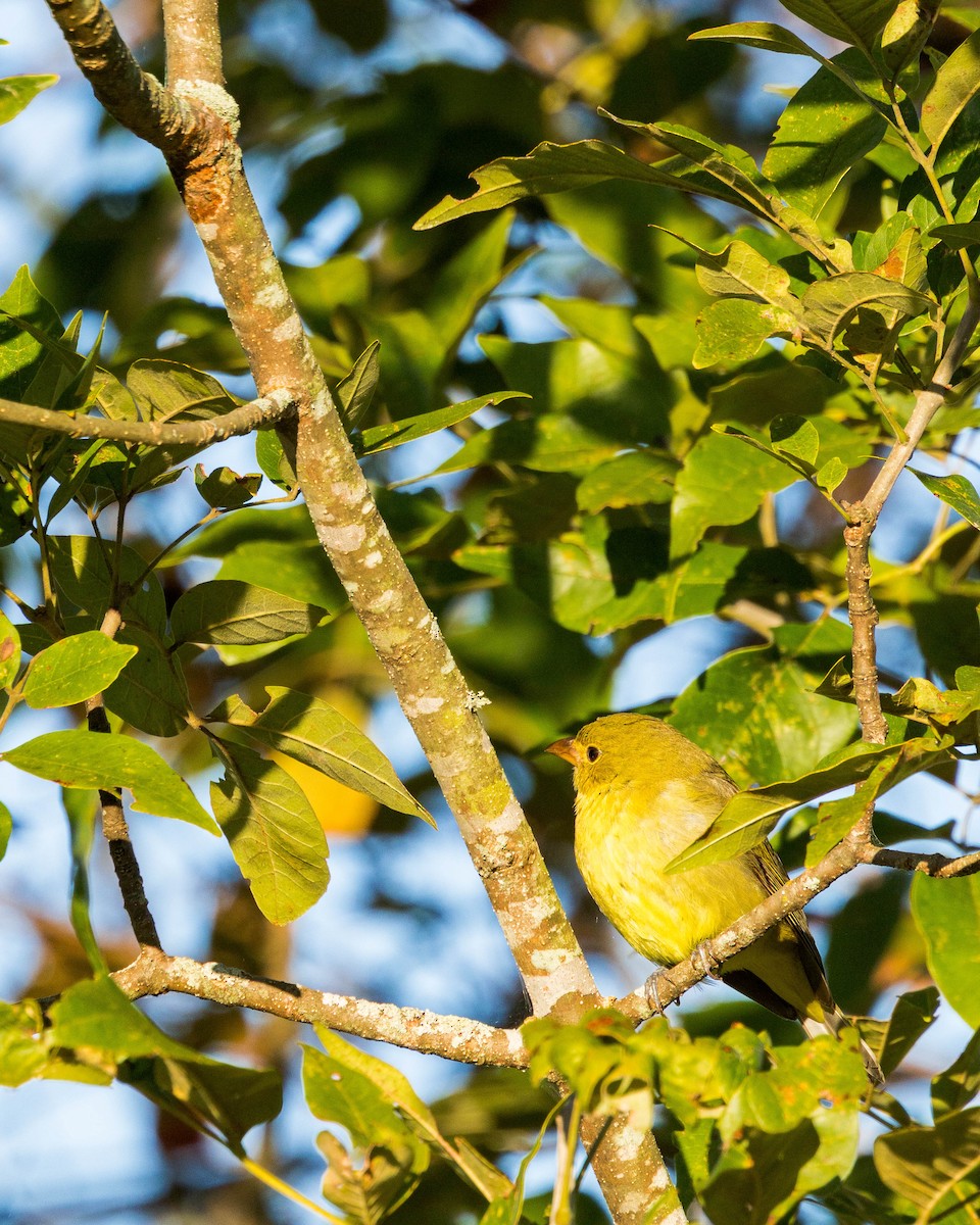 Scarlet Tanager - ML643848462