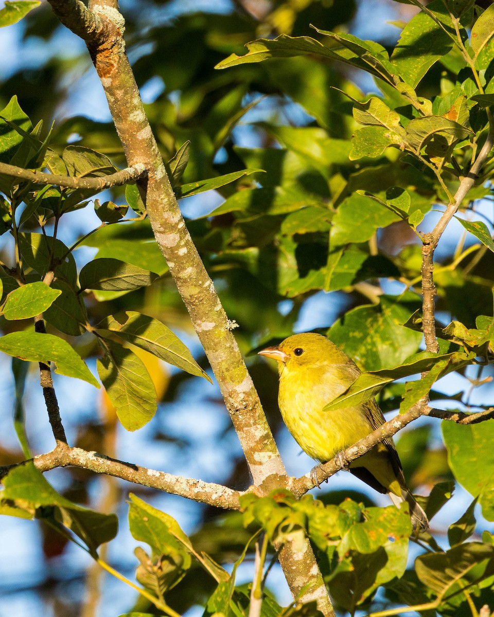 Scarlet Tanager - ML643848463