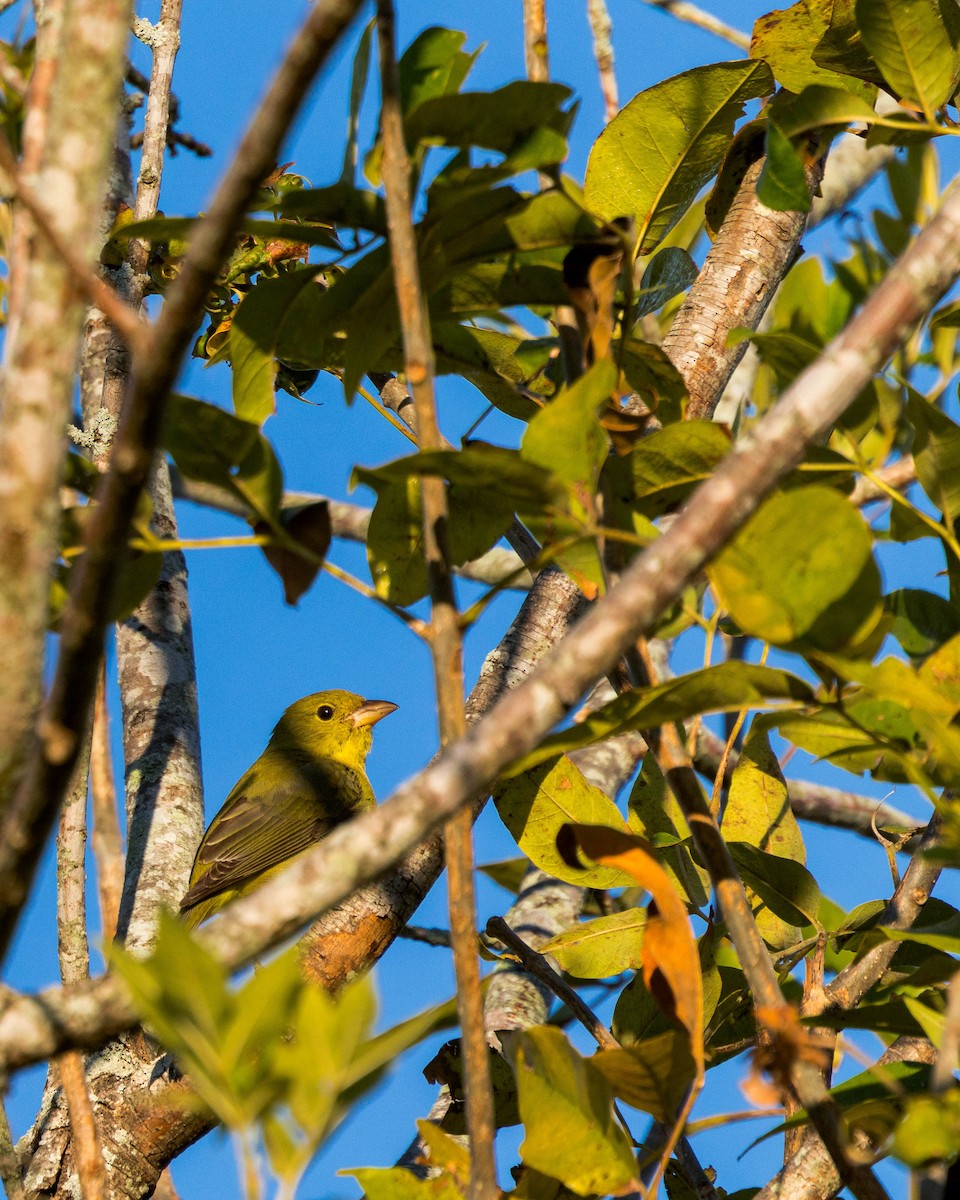 Scarlet Tanager - ML643848464
