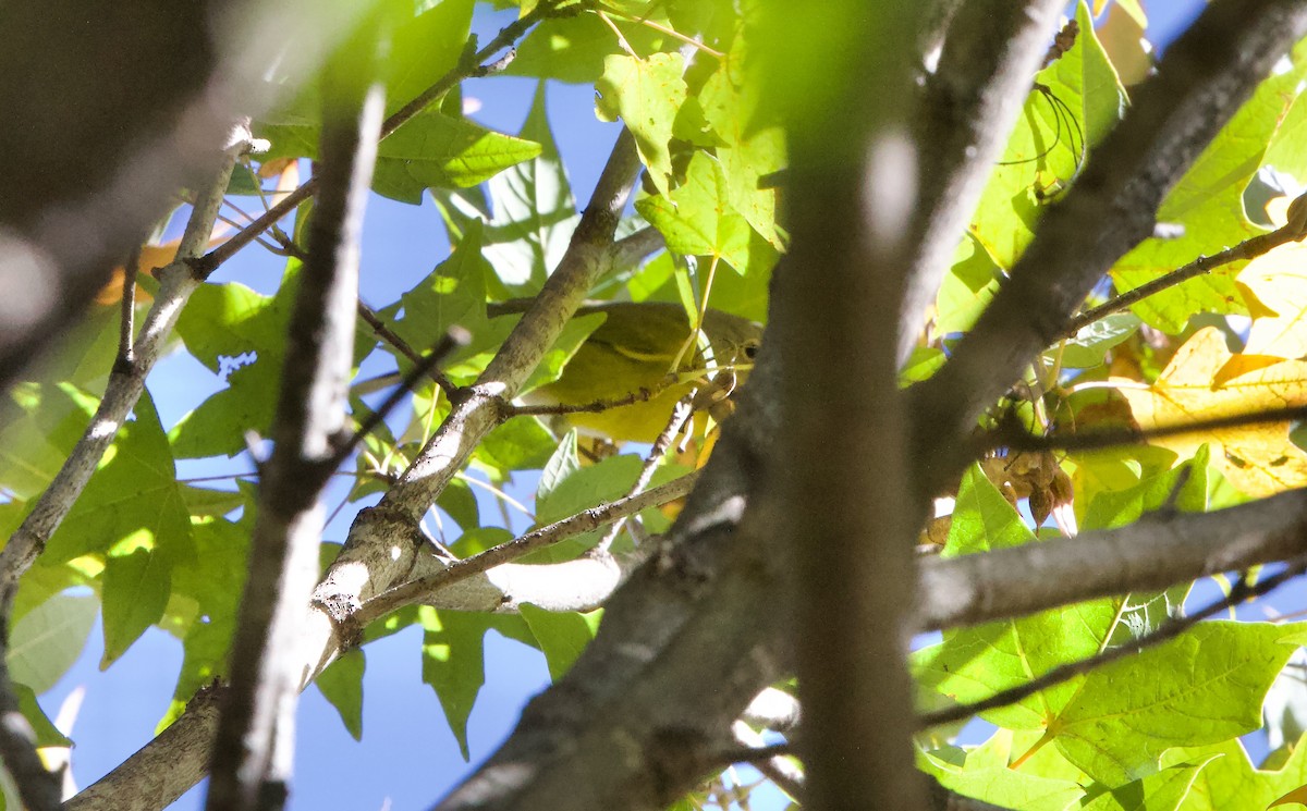 Nashville Warbler - ML643848468