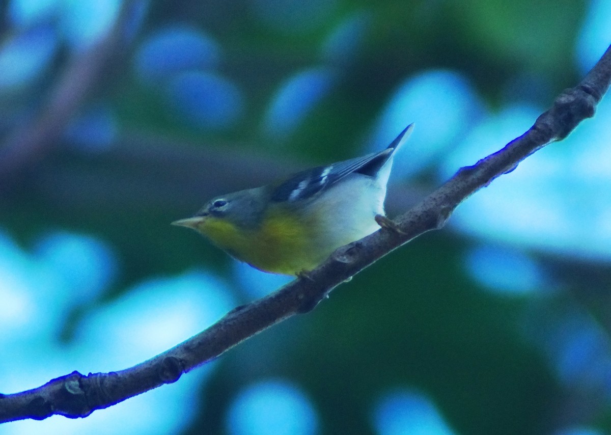 Northern Parula - ML643848470