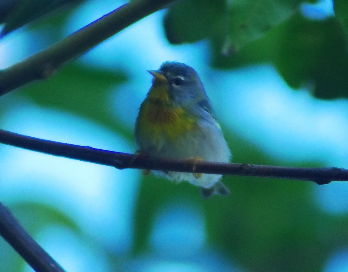 Northern Parula - ML643848471