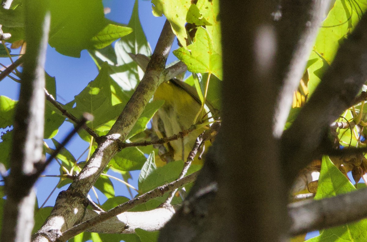 Nashville Warbler - ML643848472