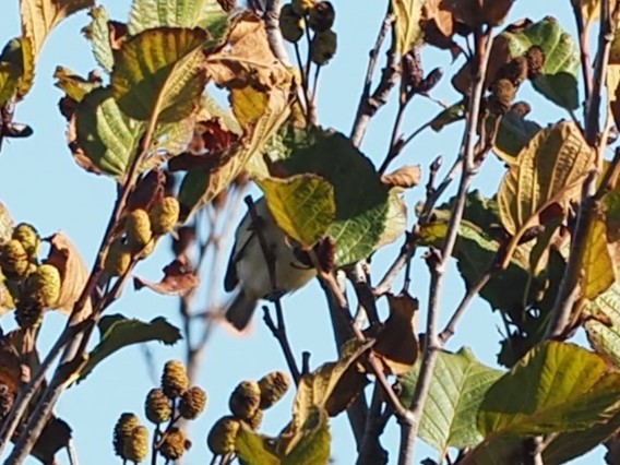 ベルモズモドキ（bellii／medius） - ML643848486