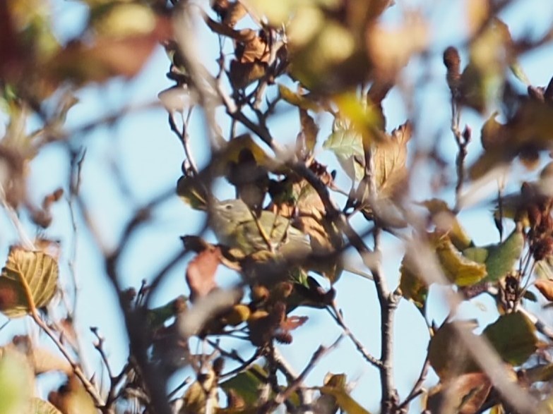 ベルモズモドキ（bellii／medius） - ML643848487