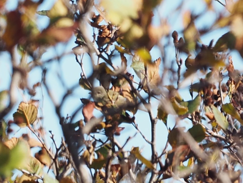 ベルモズモドキ（bellii／medius） - ML643848488