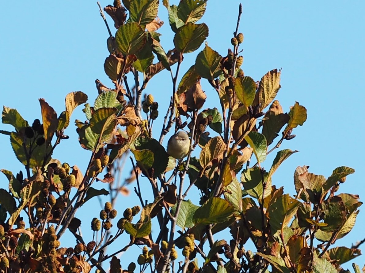 ベルモズモドキ（bellii／medius） - ML643848489