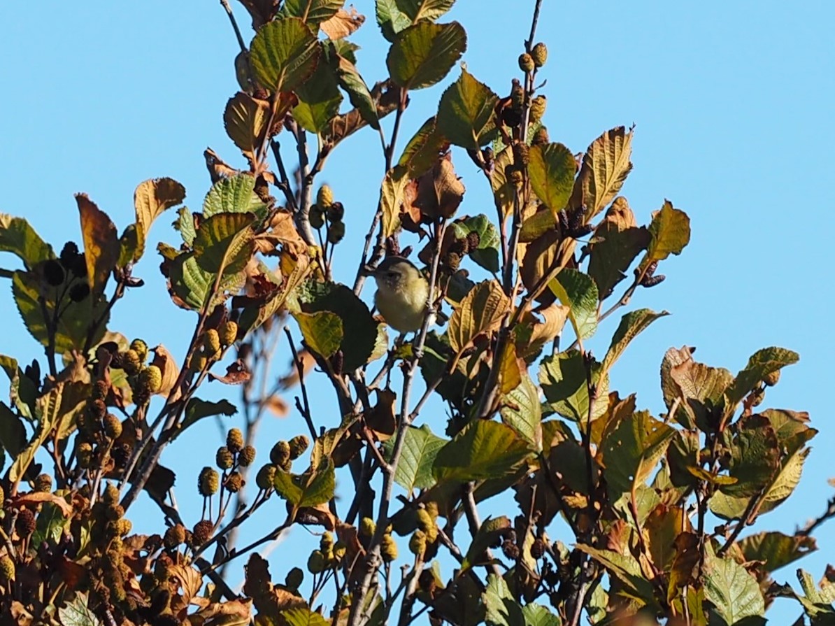 ベルモズモドキ（bellii／medius） - ML643848490