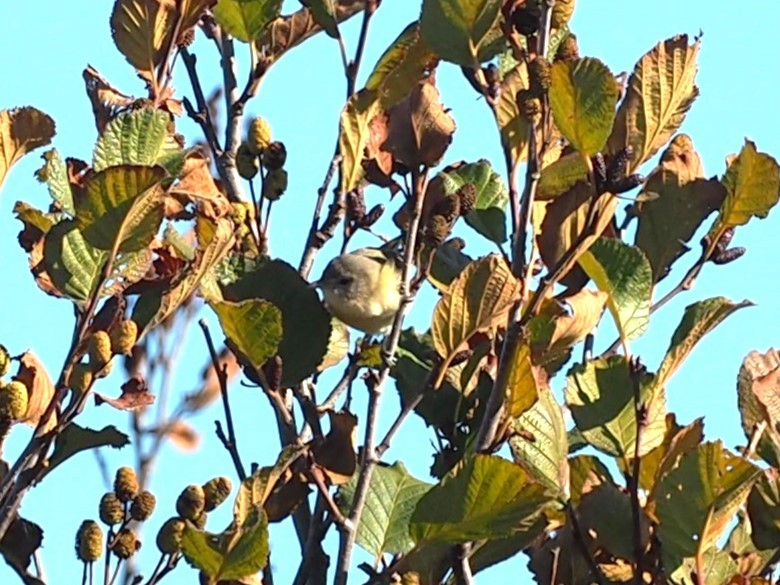 ベルモズモドキ（bellii／medius） - ML643848491