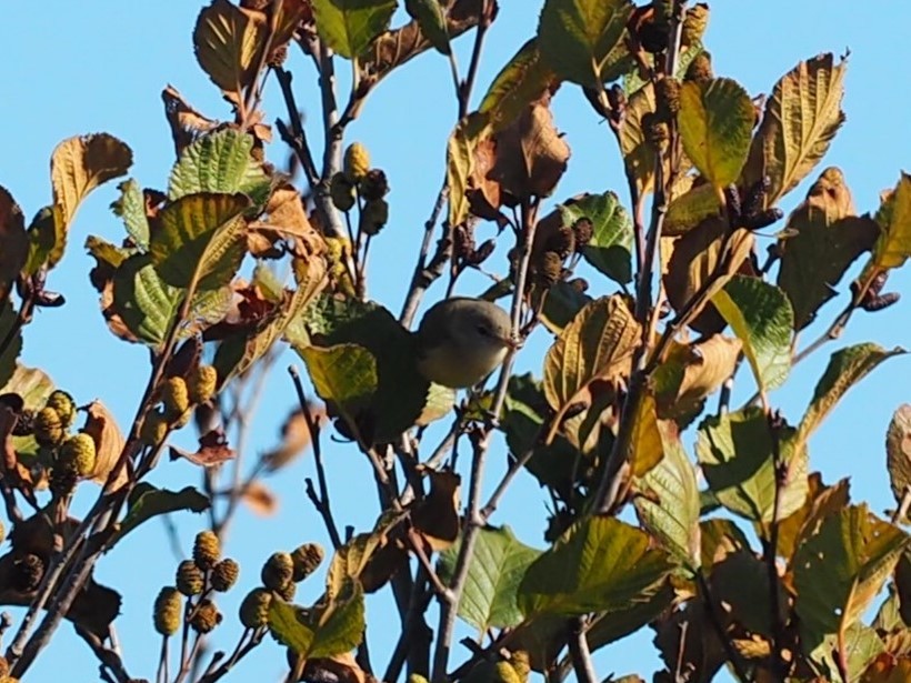 ベルモズモドキ（bellii／medius） - ML643848492