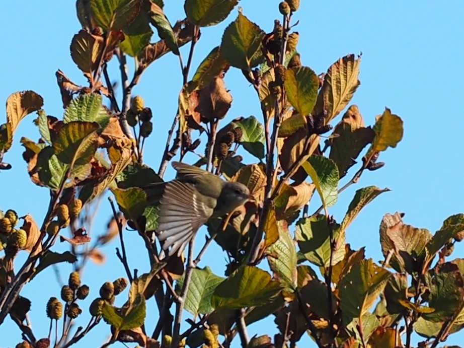 ベルモズモドキ（bellii／medius） - ML643848493