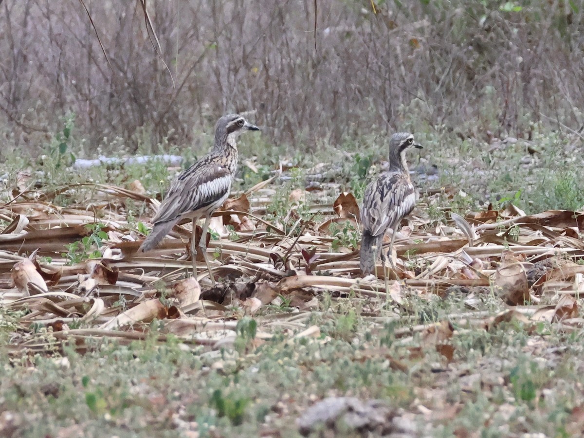 Bush Thick-knee - ML643848497
