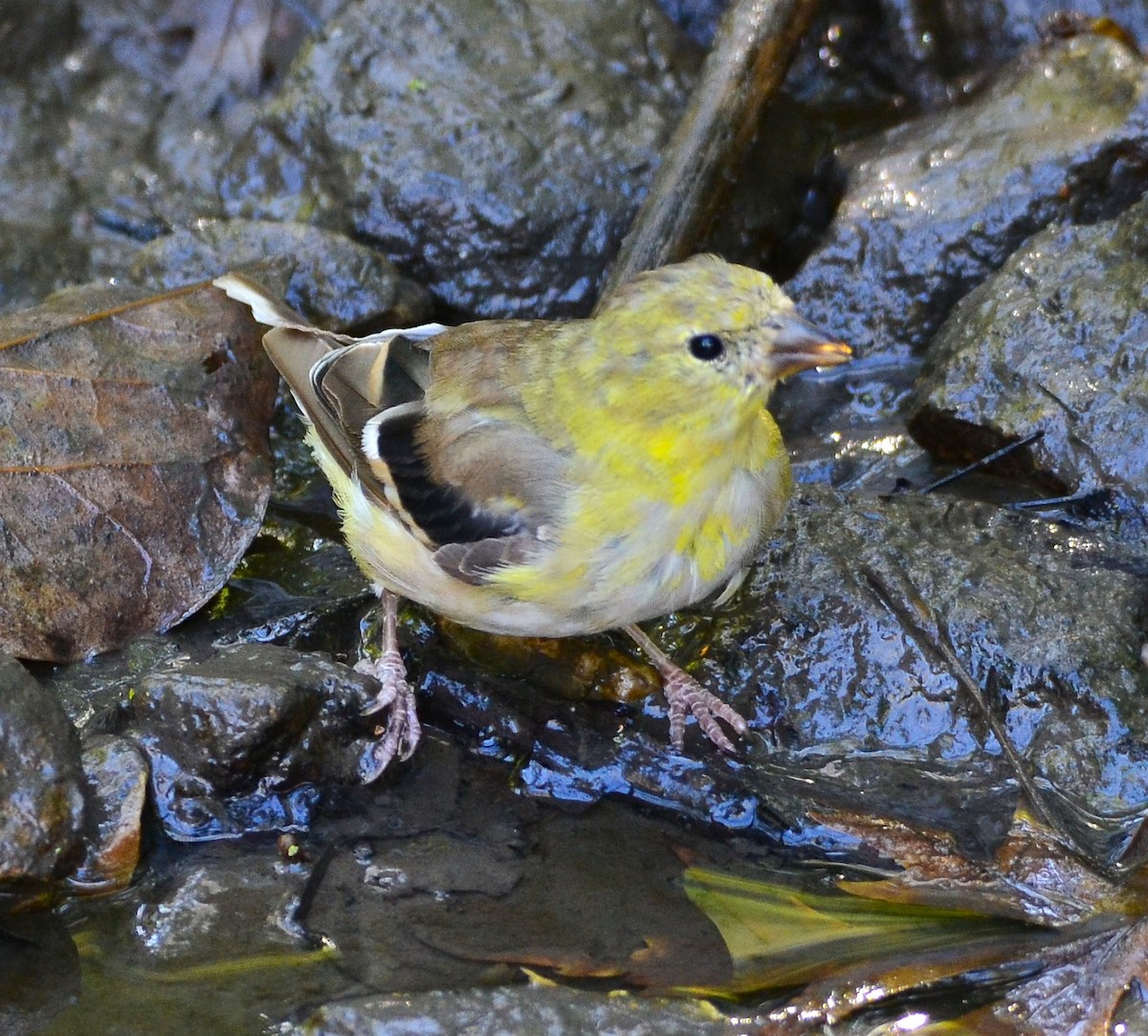 Chardonneret jaune - ML643848516