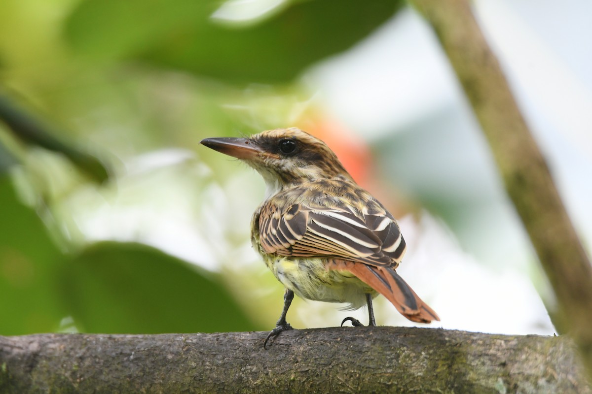 Streaked Flycatcher - ML643848522