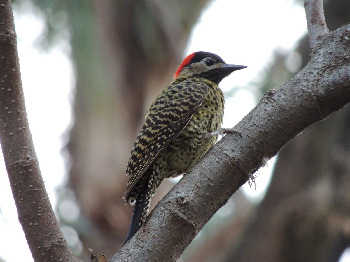 Green-barred Woodpecker - ML643848530