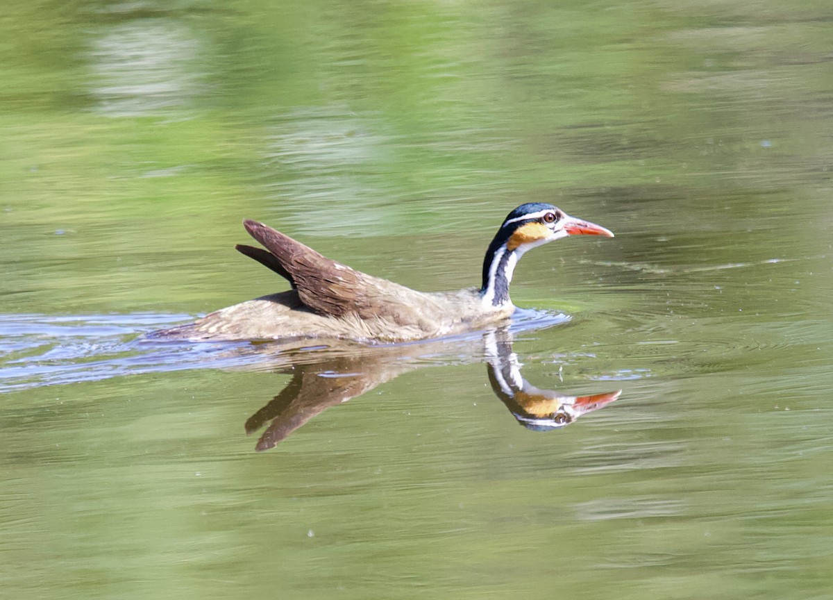 Sungrebe - ML643848557