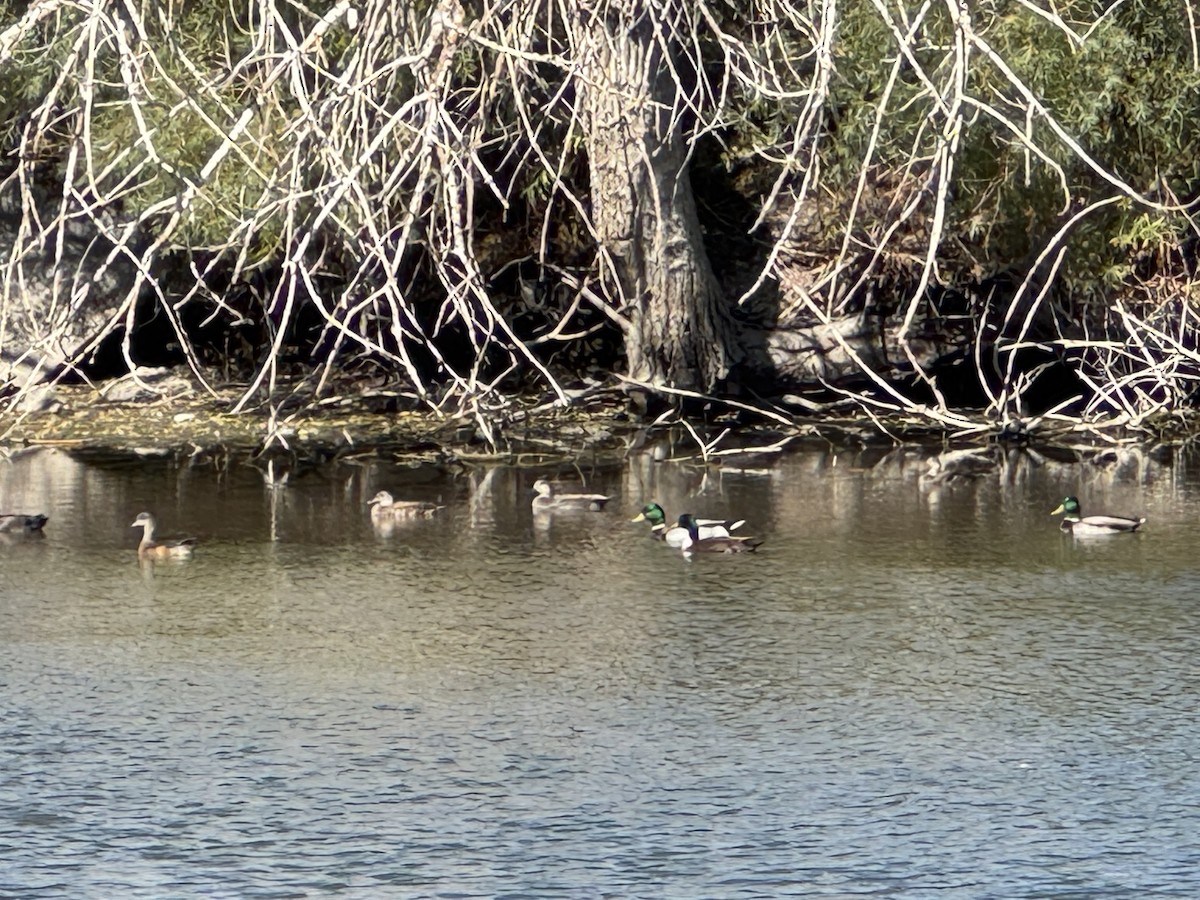 Canard chipeau - ML643848559