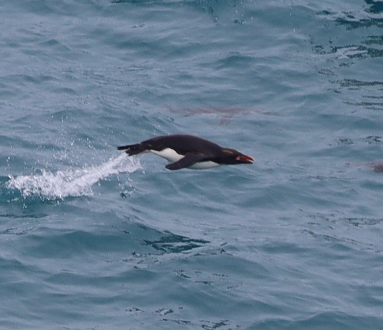Saçlı Penguen - ML643848568